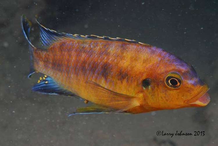 'mumbo yellow' Petrotilapia sp. 'mumbo yellow'